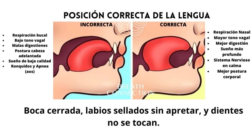 Labio Reposo Posición del cuello, labios y lengua - Soltowanda